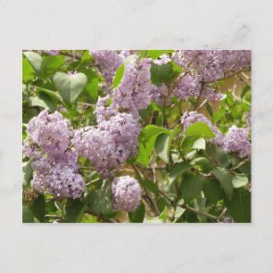 Carte Postale Lilac Bush Belles fleurs de printemps violettes