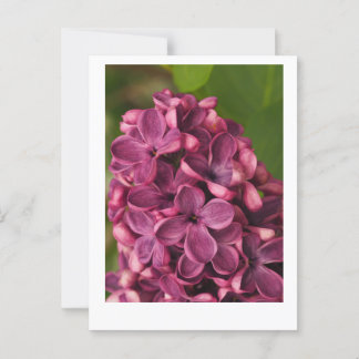 Carte Postale Lilac commun