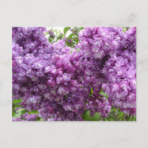 Carte Postale Lilac En Fleur