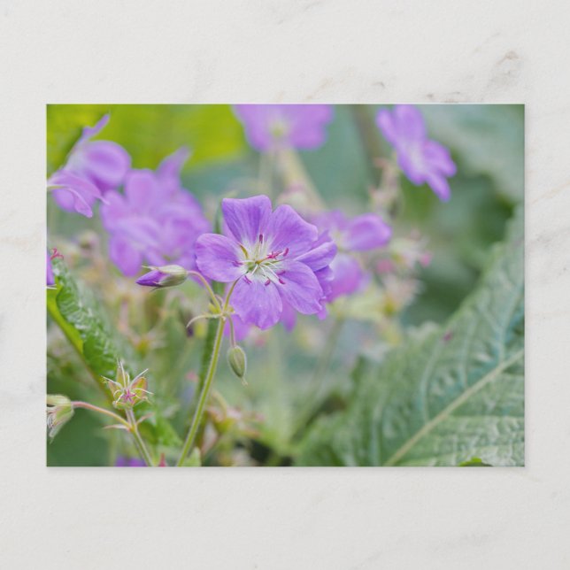 Carte Postale Lilac Fleur sauvage Photo Geranium Fleur botanique (Devant)