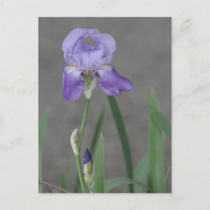 Carte Postale Lilac Purple Iris Blooming in Garden Box