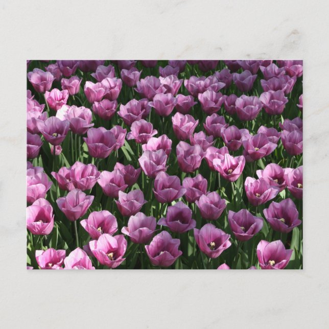 Carte Postale Lilac Tulips (Devant)