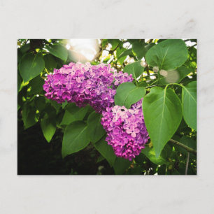 Carte Postale Lilacs In The Sun