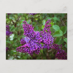 Carte Postale Lilacs pourpres le jour du printemps