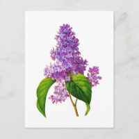 Lilacs pourpres par Pierre-Joseph Redoute