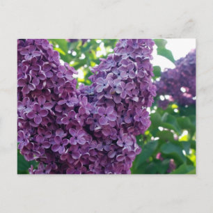 Carte postale Lilacs violet