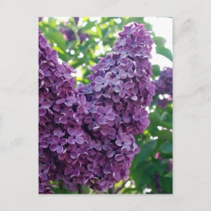 Carte postale Lilacs violet