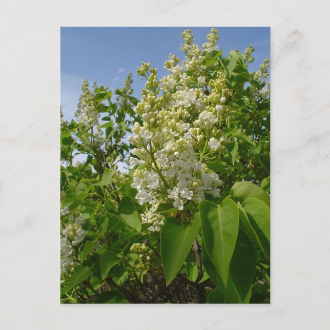 Carte Postale Lilas blancs en fleurs (Devant)