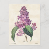 Lilas Violets Clair Botanique Vintage