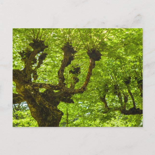 Carte Postale L'île de Sao Miguel (Devant)