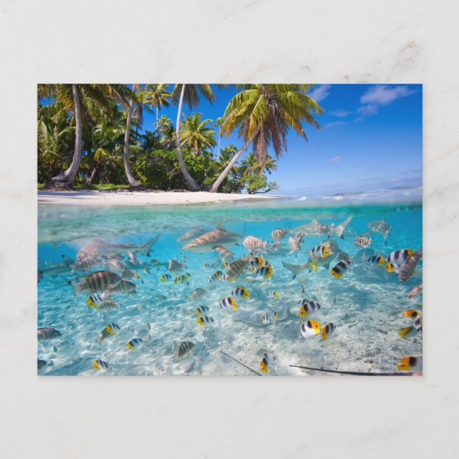 Carte Postale L'île tropicale sous et au-dessus de l'eau (Devant)