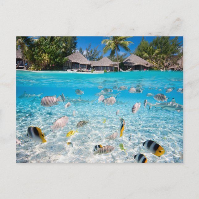 Carte Postale L'île tropicale sous et au-dessus de l'eau (Devant)