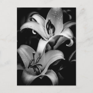 Carte Postale Lilies