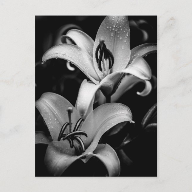 Carte Postale Lilies (Devant)