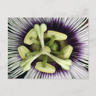 Carte Postale Lilikoi