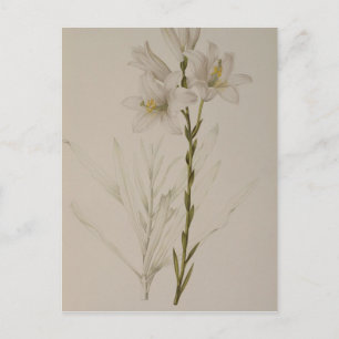 Carte Postale Lilium Candidum, de "Les Liliacées", 1807