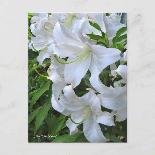 Carte Postale Lilium ‘Casa Blanca’ [Carte postale] ポ ー ド (Devant)