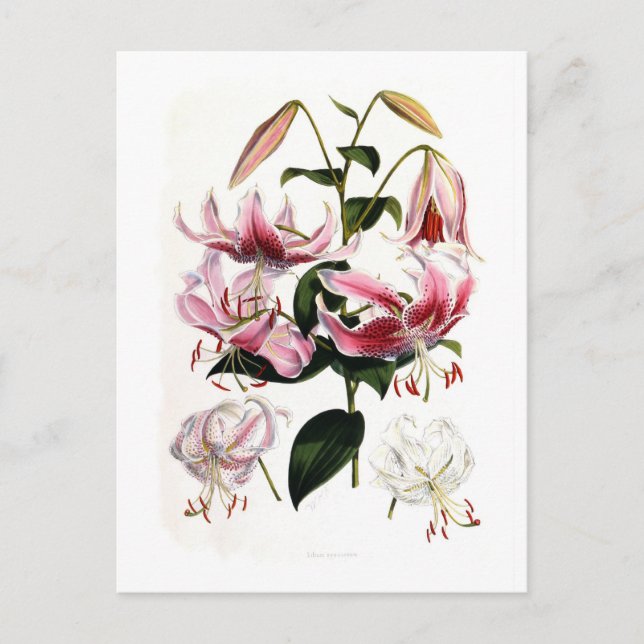 Carte Postale Lilium speciosum (Devant)