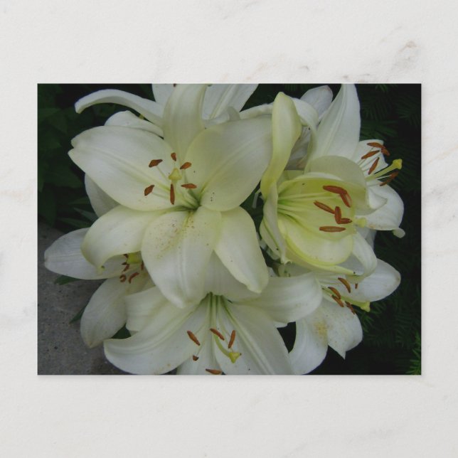 Carte Postale Lillies (Devant)