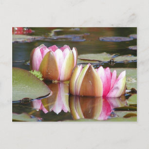 Carte Postale Lillies d'eau