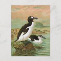 L'illustration Vintage d'Oiseau de la Grande Auk