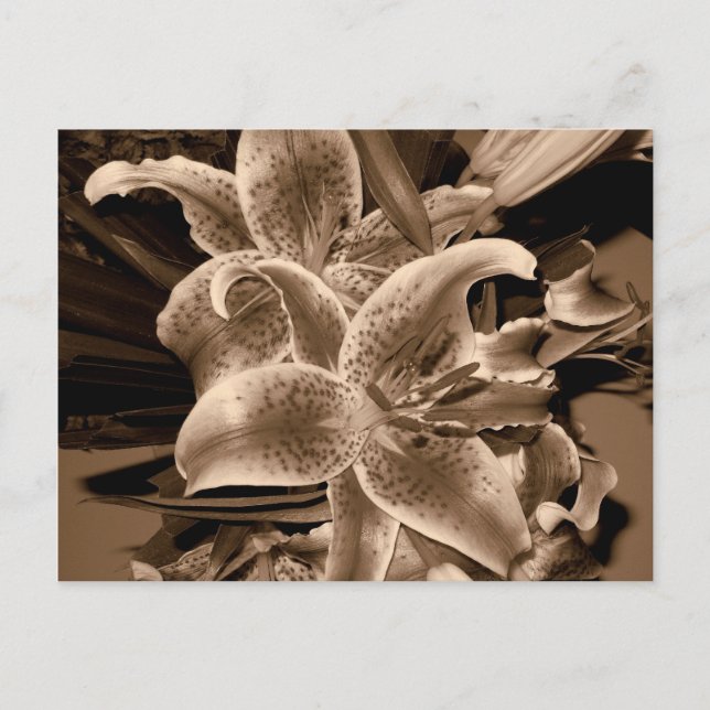 Carte Postale lilly (Devant)