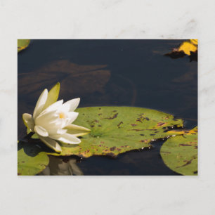 Carte Postale Lilly Pad