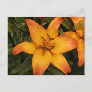 Carte postale Lily