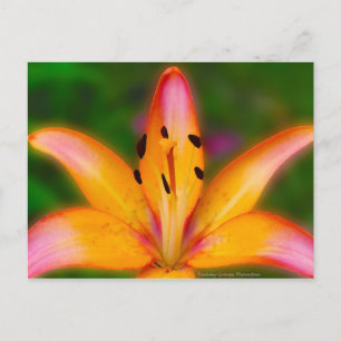 Carte Postale Lily