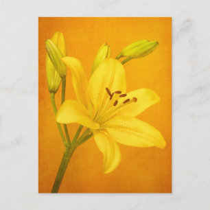 Carte Postale Lily
