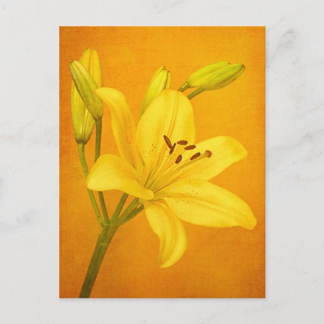 Carte Postale Lily (Devant)