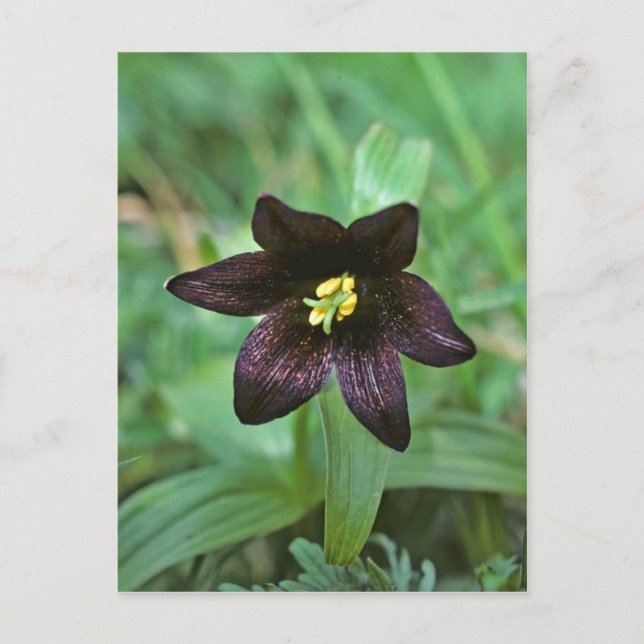 Carte Postale Lily au chocolat (Devant)