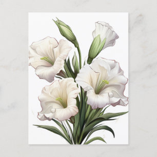 CARTE POSTALE LILY BLANC