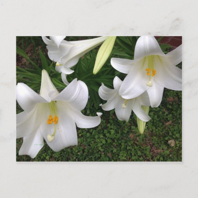 Carte postale Lily blanche (Devant)