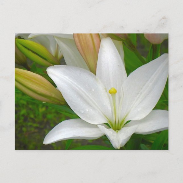 Carte postale Lily blanche (Devant)