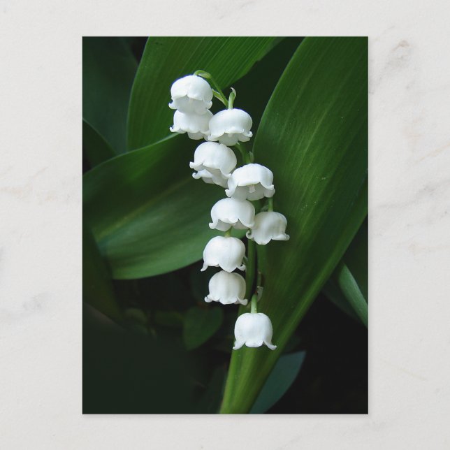 Carte postale Lily de la Vallée (Devant)