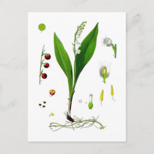 Carte Postale Lily de la Vallée