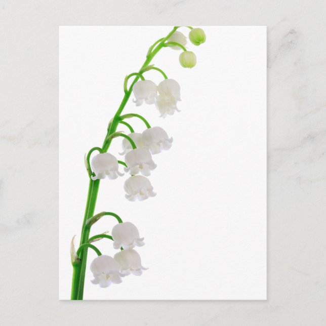 Carte Postale Lily De La Vallée (Devant)