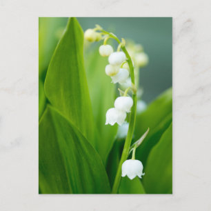 Carte Postale Lily de la Vallée