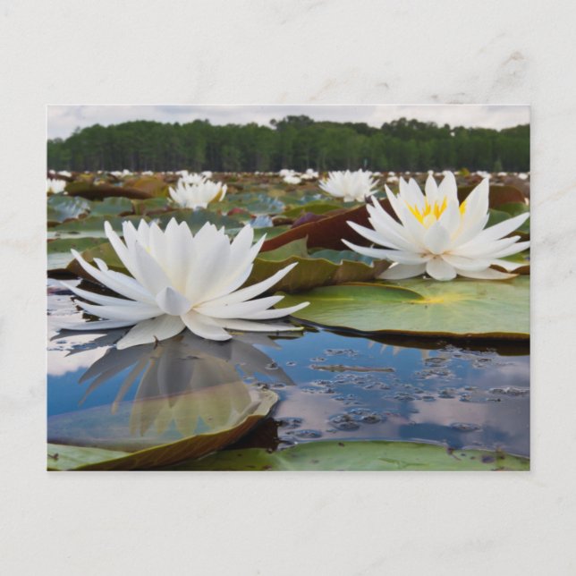 Carte Postale Lily D'Eau Parfumée (Nymphaea Odorata) Sur Caddo (Devant)