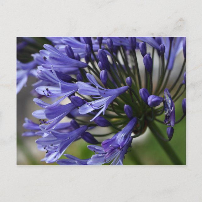 Carte Postale Lily du Nil (Agapanthus sp.) (Devant)