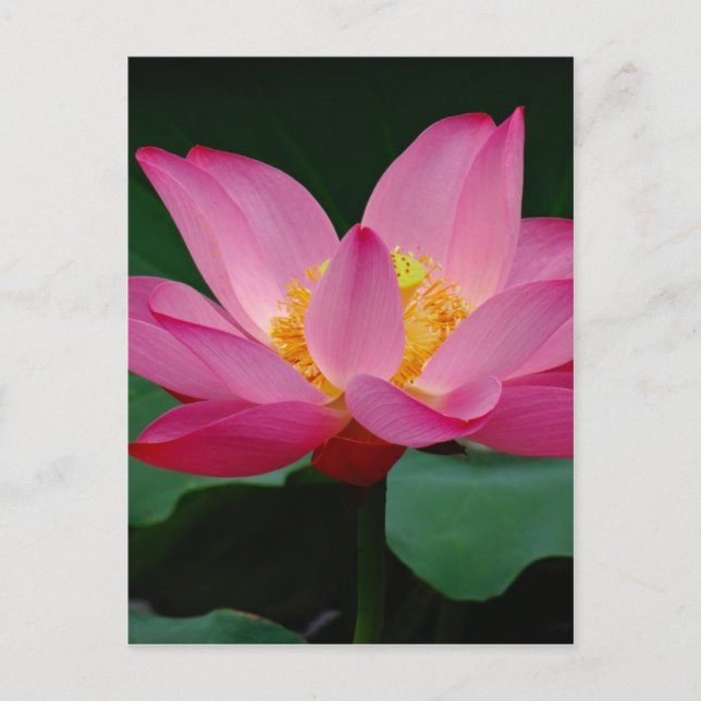 Carte Postale Lily florissante (Devant)