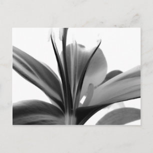 Carte Postale Lily Flower Photographie florale noir et blanc