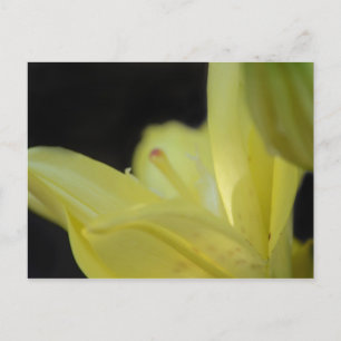 Carte Postale Lily jaune par Shirley Taylor