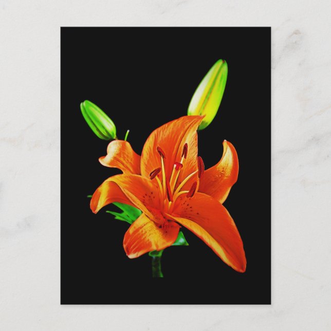 Carte Postale Lily orange sur noir (Devant)