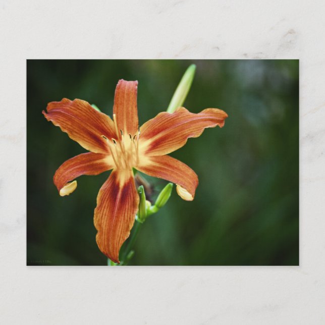 Carte postale Lily P6588 (Devant)