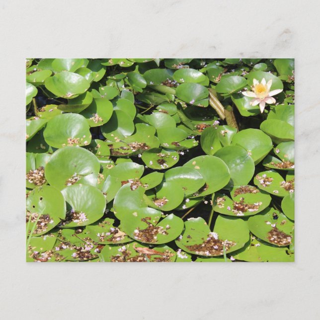 Carte Postale Lily Pad # 1 (Devant)