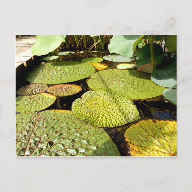 Carte postale Lily Pads (Devant)