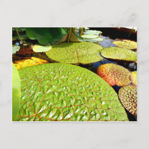 Carte postale Lily Pads