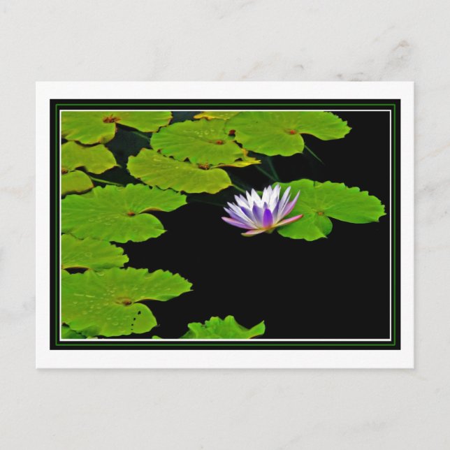 Carte Postale Lily Pads (Devant)